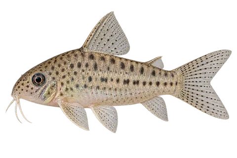 Hoplisoma cochui完整左向侧面AI示意图