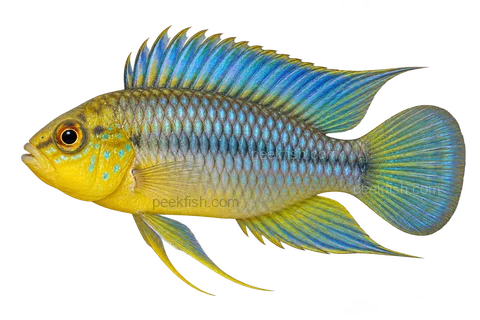 Apistogramma borellii完整左向侧面AI示意图