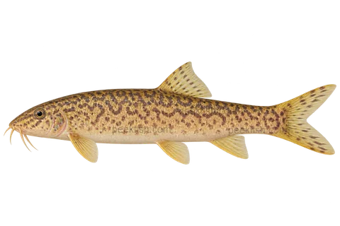 Leptobotia taeniops; natural-colour representative adult-form intent, sex unspecified, left-facing lateral AI illustration, not a photograph; no specimen, exact-stage or expert identification is claimed.