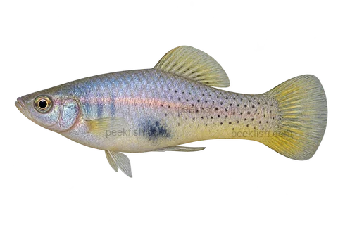 Left-facing speckled adult male Xiphophorus evelynae AI illustration with pale blue-silver body and yellowish fins.
