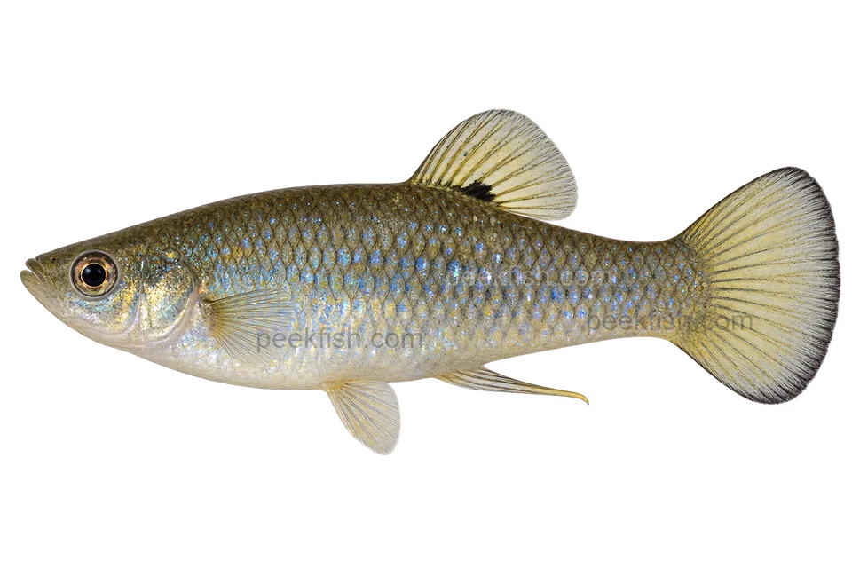 Limia perugiae — natural-type adult male, left-facing AI illustration