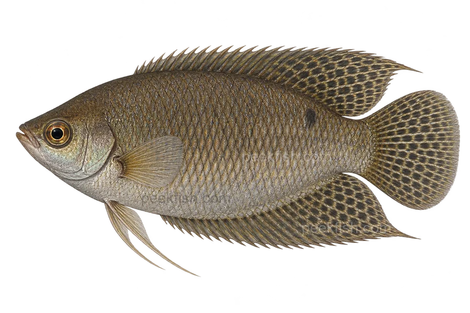 Java combtail — natural-colour adult male; AI-generated left-facing side-view illustration