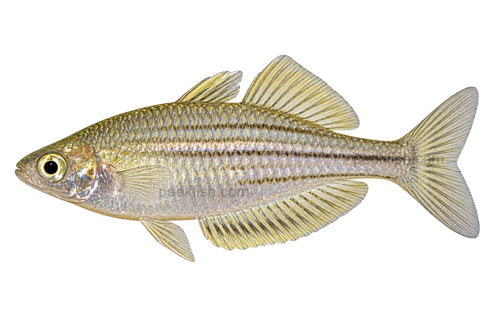 Melanotaenia wilsoni 自然型代表外观，朝左透明侧面AI示意图，非实拍。