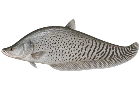 Royal featherback, adult natural-colour left-facing AI illustration