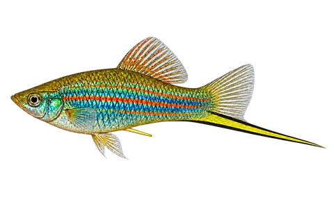 Left-facing adult male Xiphophorus mayae AI illustration, teal flanks, orange lines and dark-edged sword.