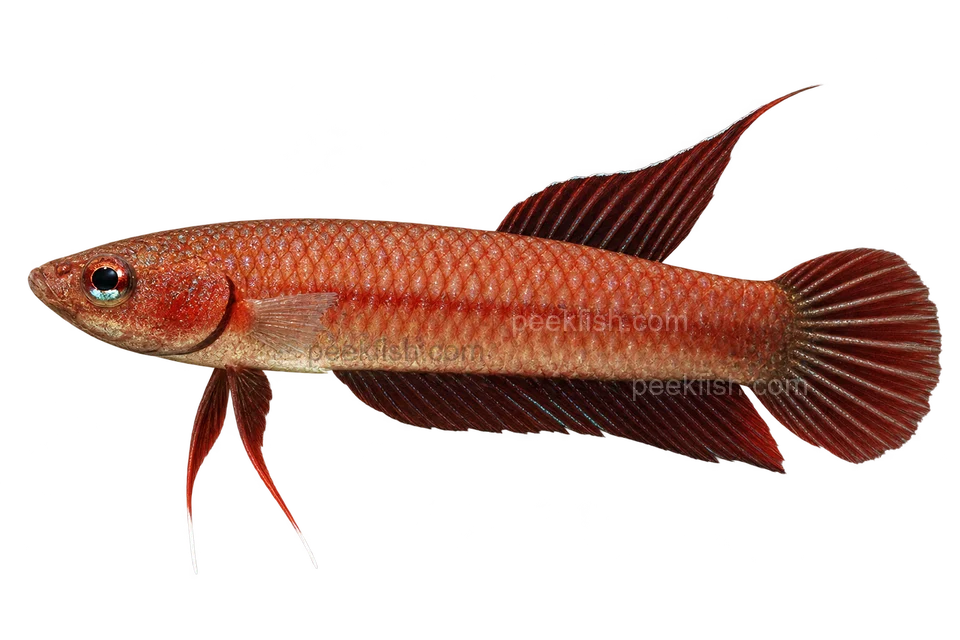 Betta rutilans完整左向侧面AI示意图