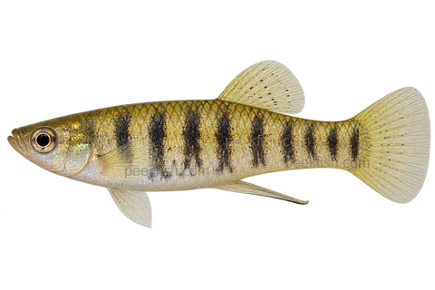 Limia islai — natural-type adult male, left-facing AI illustration
