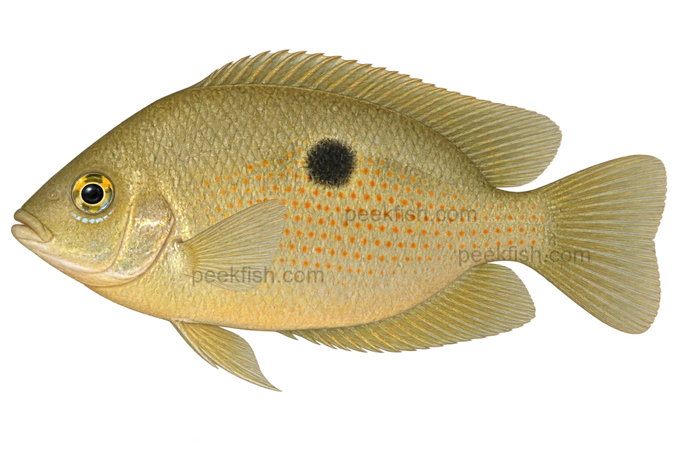 Pseudetroplus maculatus adult left-facing lateral illustration