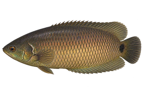 Ctenopoma kingsleyae完整左向侧面AI示意图