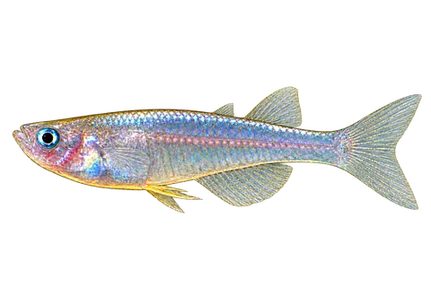 Pseudomugil paludicola完整左向侧面AI示意图
