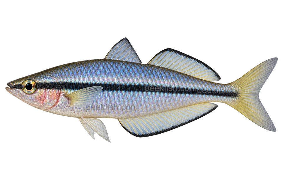 Melanotaenia nigrans 成体雄鱼完整左向侧面AI示意图