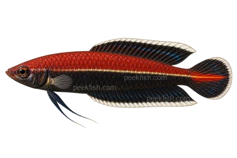 AI illustration of Parosphromenus ornaticauda, complete left-facing side view