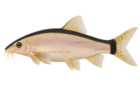 Yasuhikotakia morleti — natural-colour representative adult, sex unspecified; left-facing AI illustration, not a photograph.