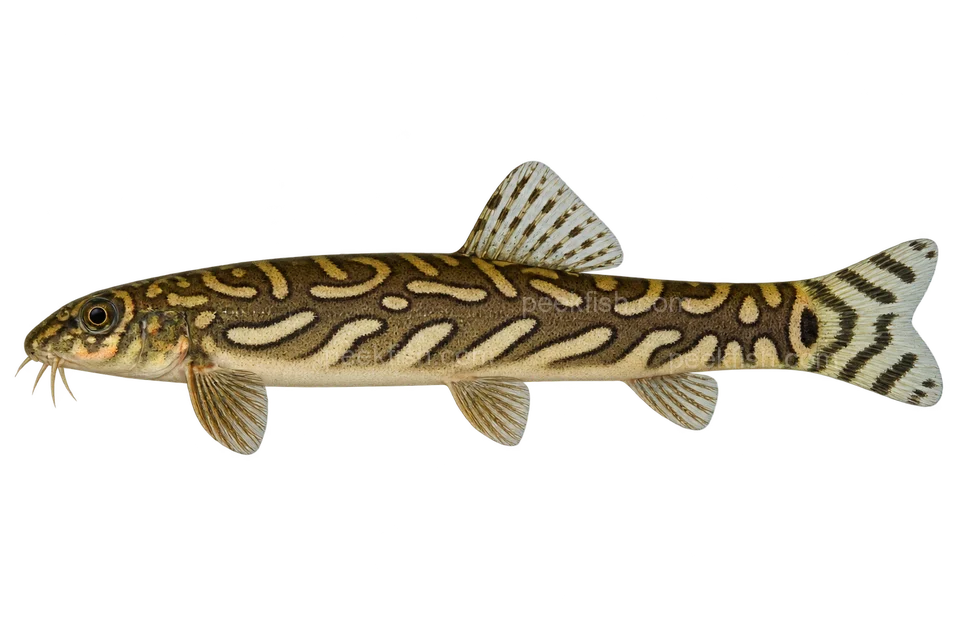 Mesonoemacheilus triangularis 成体完整左向侧面AI示意图