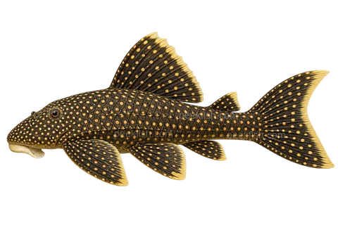 AI illustration of adult Scobinancistrus aureatus in left-facing side view; not a photograph.