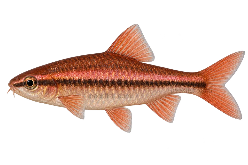 Cherry Barb natural adult facing left, AI-generated illustration