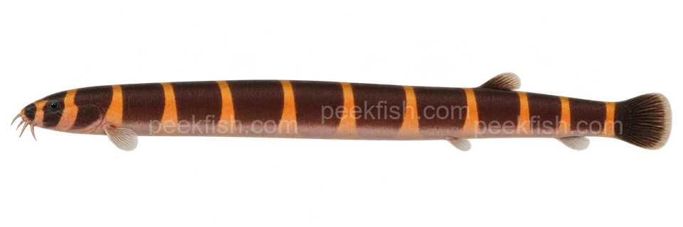 Pangio myersi; natural-colour representative adult, sex unspecified, left-facing AI illustration, not a photograph.