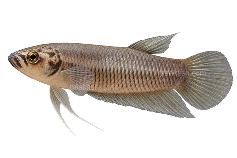 AI illustration of Betta pi, complete left-facing side view