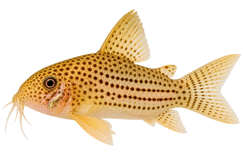 Hoplisoma eversi 朝左透明侧面AI示意图