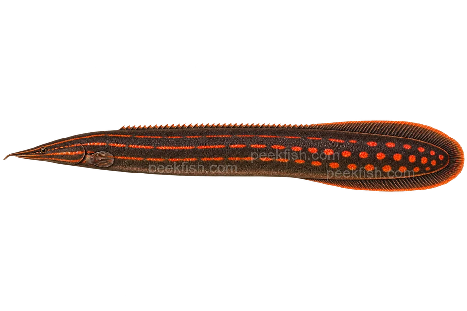 AI illustration of Mastacembelus erythrotaenia, complete left-facing side view