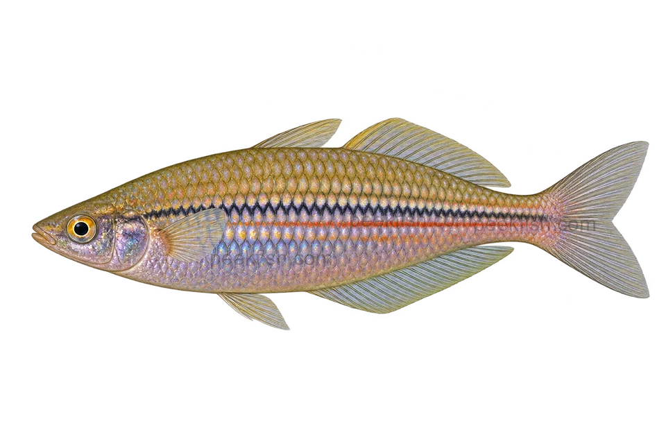 Melanotaenia papuae, natural-form representative in left-facing lateral AI illustration; not a photograph.