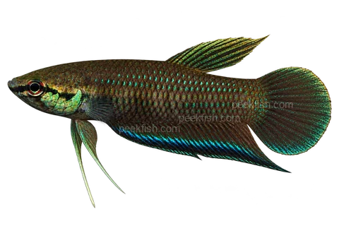 AI illustration of Betta krataios, complete left-facing side view