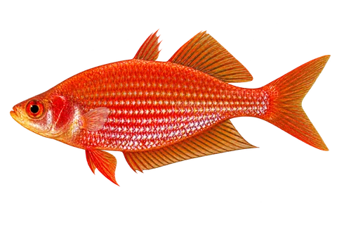 AI illustration of Glossolepis multisquamata, complete left-facing side view