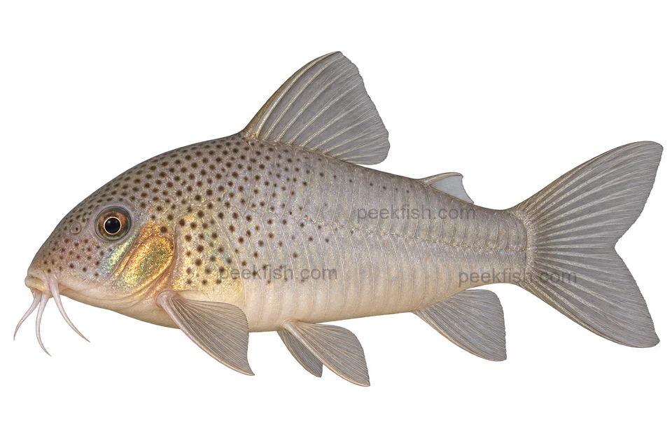 Hoplisoma polystictum完整左向侧面AI示意图
