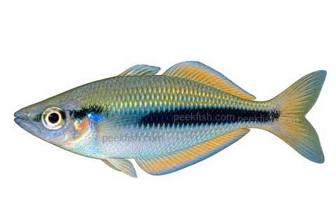AI illustration of Melanotaenia oktediensis, complete left-facing side view