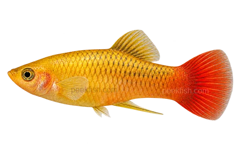 Variable platy — Adult male ordinary-fin trade form, elongated platy body, yellow-gold sides with restrained red tail, no sword, no high-fin, no balloon; selected colour label.; AI-generated side-view illustration