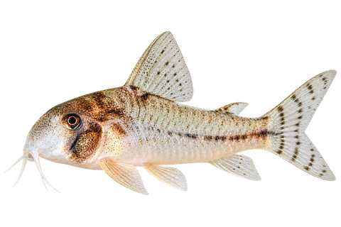 Hoplisoma rikbaktsa 朝左透明侧面AI示意图