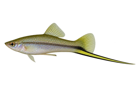Xiphophorus signum 成年雄鱼左向AI示意图,银紫细长身体、粗黑边黄绿剑尾。