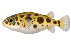 巧克力娃娃（Carinotetraodon travancoricus）自然成体左向侧面AI示意图
