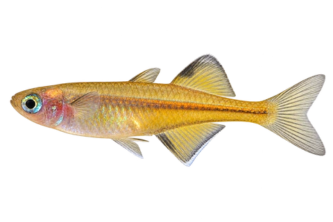 Pseudomugil signifer 自然型代表外观,朝左侧面AI示意图,非实拍。
