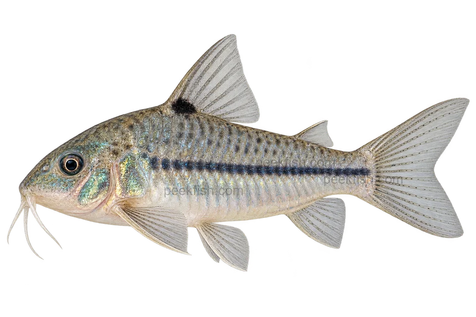 AI illustration of Hoplisoma nattereri, complete left-facing side view