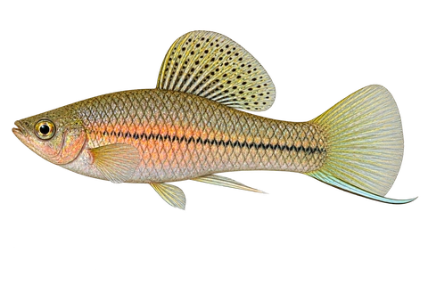 Xiphophorus cortezi 成年雄鱼左向AI示意图,灰绿粉调体侧、斑纹高背鳍和短剑尾。