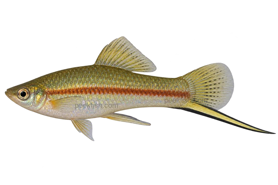 Xiphophorus hellerii 绿色型成年雄鱼侧面AI示意图，橄榄银色细长身体、红色细侧纹、普通背鳍及黑边下尾剑；不认证产地或血统。