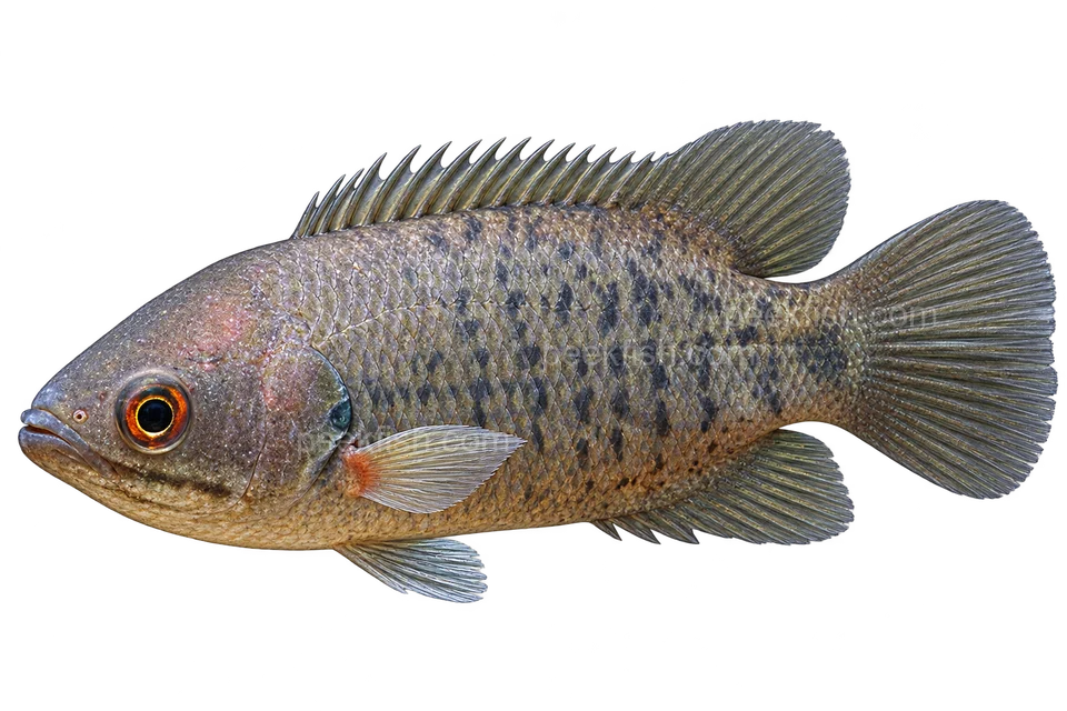 AI illustration of Anabas testudineus, complete left-facing side view