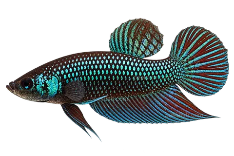 AI illustration of Betta smaragdina, complete left-facing side view