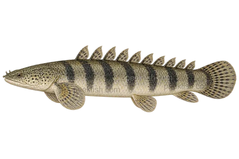 Armoured bichir, left-facing adult natural-colour AI side-view illustration