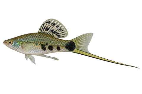 Xiphophorus montezumae 成年雄鱼左向AI示意图,银绿黑斑身体与细长黑边剑尾。