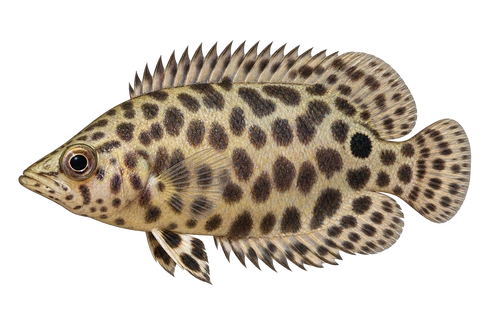 Ctenopoma acutirostre完整左向侧面AI示意图