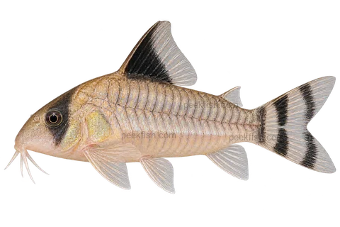 AI illustration of Brochis condiscipulus, complete left-facing side view