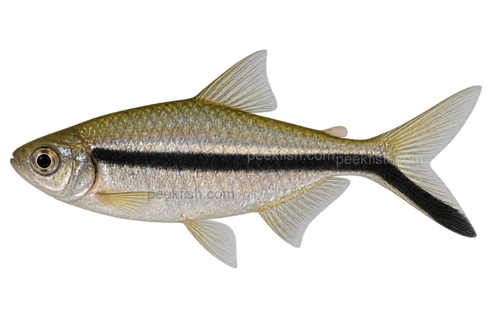 Blackline penguinfish — AI-generated side-view illustration